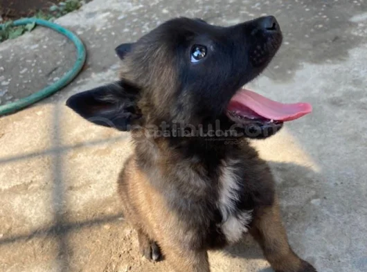 Dişi Erkek Malinoi Belçika Kurdu Yavrular görsel
