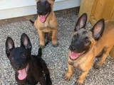 Dişi Erkek Malinoi Belçika Kurdu Yavrular