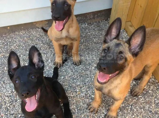 Dişi Erkek Malinoi Belçika Kurdu Yavrular görsel