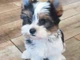 Dişi Erkek Morkie Yavrular