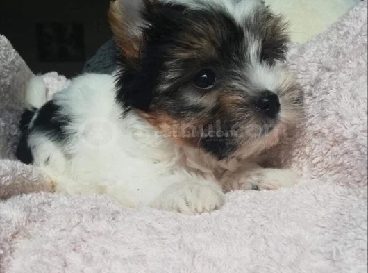 Dişi Erkek Morkie Yavrular görsel