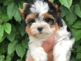 Dişi erkek morkie yavrular