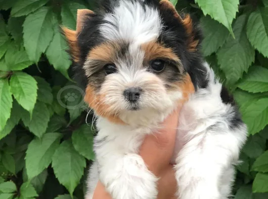 Dişi Erkek Morkie Yavrular