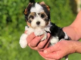 Dişi Erkek Morkie Yavrular