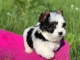 Dişi Erkek Morkie Yavrular