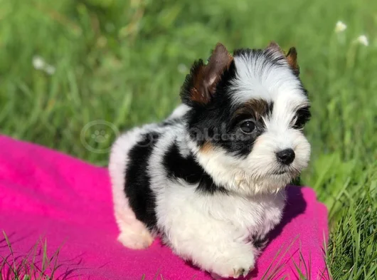 Dişi Erkek Morkie Yavrular görsel