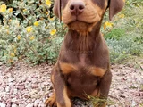 Dişi Erkek Kızıl Doberman Yavrular