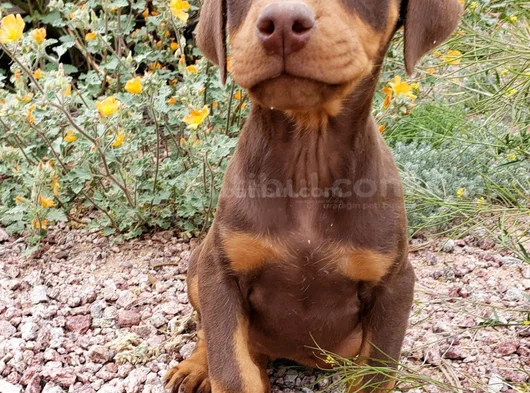 Dişi Erkek Kızıl Doberman Yavrular görsel