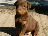 Dişi Erkek Kızıl Doberman Yavrular