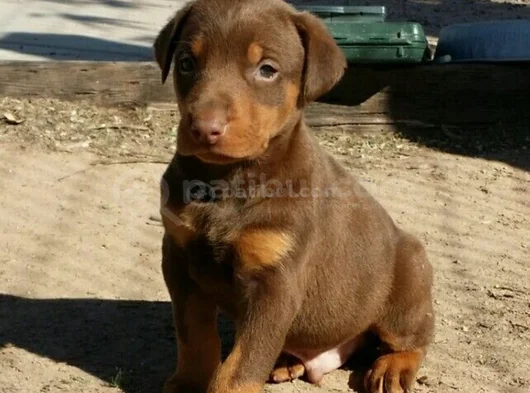 Dişi Erkek Kızıl Doberman Yavrular görsel
