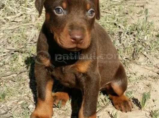 Dişi Erkek Kızıl Doberman Yavrular görsel