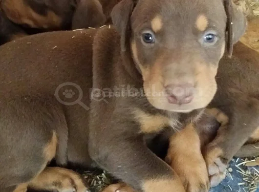 Dişi Erkek Kızıl Doberman Yavrular görsel