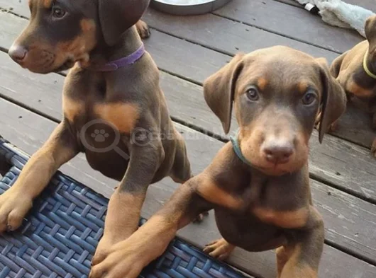 Dişi erkek kızıl doberman yavrular