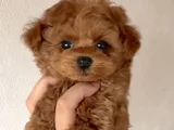 Red Brown Toy Poodle Yavrular