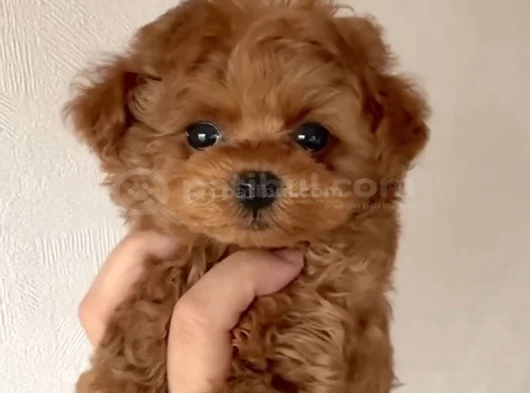 Red Brown Toy Poodle Yavrular görsel