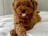 Red brown toy poodle yavrular