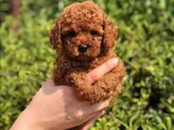 Red Brown Toy Poodle Yavrular