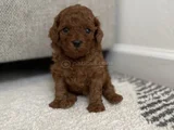 Red Brown Toy Poodle Yavrular