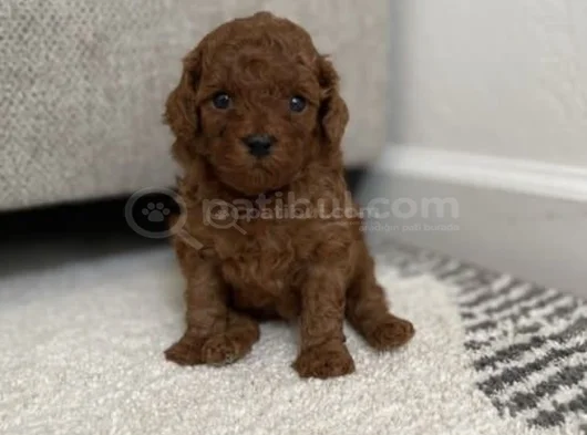 Red Brown Toy Poodle Yavrular görsel
