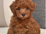 Red Brown Toy Poodle Yavrular