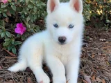 Kaliteli Dişi Erkek Husky Yavrularımız