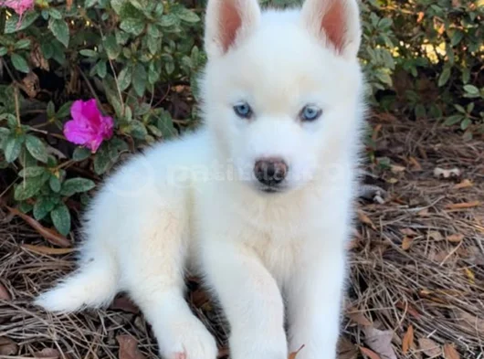 Kaliteli Dişi Erkek Husky Yavrularımız görsel