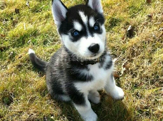 Kaliteli Dişi Erkek Husky Yavrularımız görsel