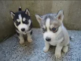 Kaliteli Dişi Erkek Husky Yavrularımız