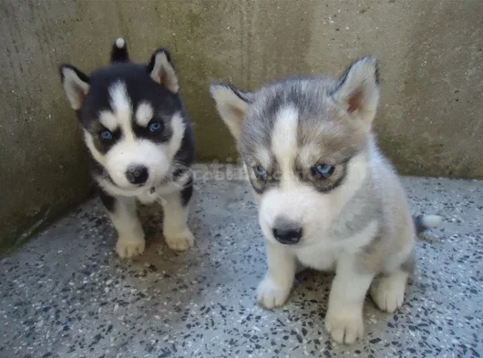 Kaliteli Dişi Erkek Husky Yavrularımız görsel
