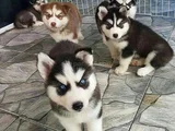 Kaliteli Dişi Erkek Husky Yavrularımız