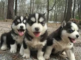 Kaliteli Dişi Erkek Husky Yavrularımız