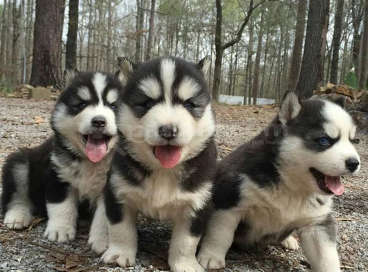 Kaliteli dişi erkek husky yavrularımız