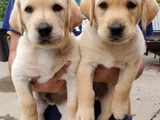 Dişi Erkek Labrador Yavrularımız