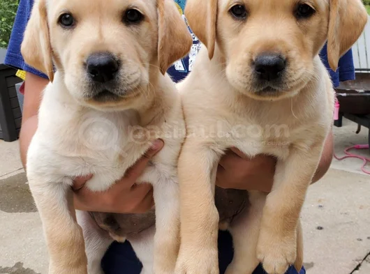 Dişi Erkek Labrador Yavrularımız görsel