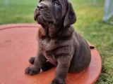 Dişi erkek labrador yavrularımız