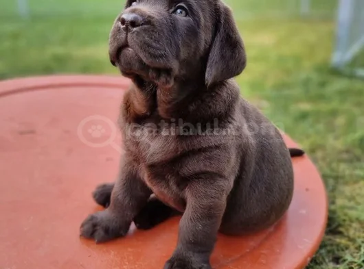 Dişi erkek labrador yavrularımız