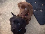 Dişi Erkek Labrador Yavrularımız