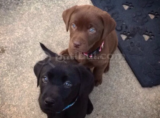Dişi Erkek Labrador Yavrularımız görsel