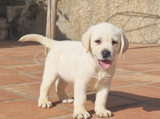 Dişi Erkek Labrador Yavrularımız görsel