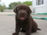 Dişi Erkek Labrador Yavrularımız