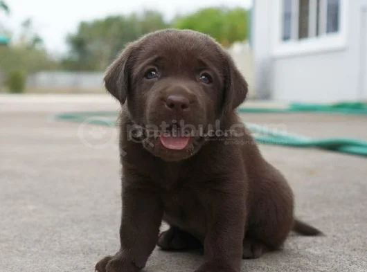 Dişi Erkek Labrador Yavrularımız görsel