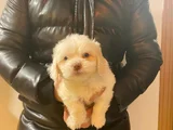 Topaç Gibi Maltipoo Yavrularımız