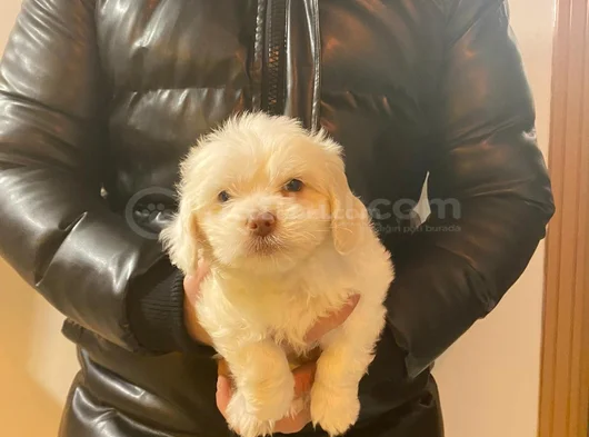 Topaç Gibi Maltipoo Yavrularımız görsel