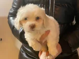 Topaç Gibi Maltipoo Yavrularımız