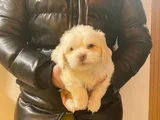 topaç gibi maltipoo yavrularımız