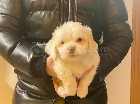 Topaç Gibi Maltipoo Yavrularımız