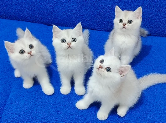 Si̇lver Ponçi̇kleri̇mi̇z Yeni̇ Yuvasina Gi̇tmeye Hazirdirlar görsel