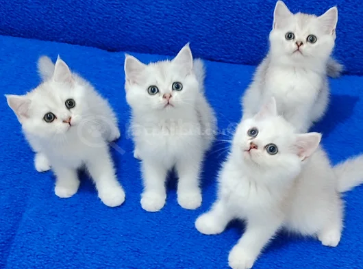 Si̇lver Ponçi̇kleri̇mi̇z Yeni̇ Yuvasina Gi̇tmeye Hazirdirlar