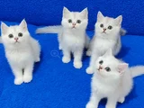 Si̇lver Ponçi̇kleri̇mi̇z Yeni̇ Yuvasina Gi̇tmeye Hazirdirlar