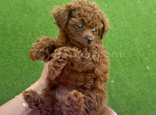 Toy Poodle görsel